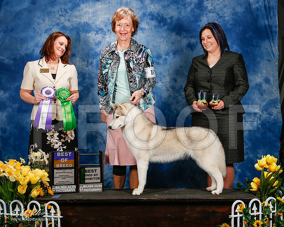 _ST_4120-2-AddisonHuskyMar2015-HR3