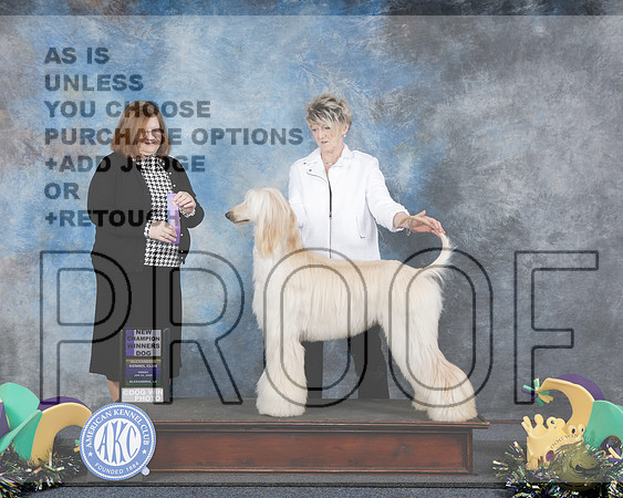 Afghan Hound #5 Fri WD NCH Judge Elizabeth MuthardAfghan Hound #5 Fri WD NCH Judge Elizabeth Muthard_WP_1940e-Alexandria 2025-HR3
