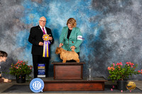 Norwich Terrier #41 Sun BOB Judge John F Booth