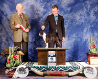Boston Terrier #42 Sat Best of Opposite Sex Crowell Vickie Judge R Hartinger
