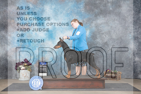Doberman Pinscher #11 Sun BOW Judge Del Richards__JP_7761_Belton_2024_HR3