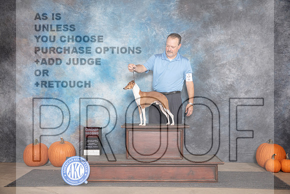 Italian Greyhound #5 Sat G2 Judge Ray Filburn__JP_9477_Humble_2024_HR3