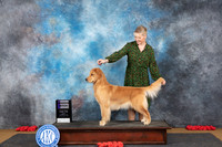 Golden Retriever #10 Sun WB Judge Robert Stein
