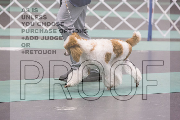 Poodle Std MC Ring Sat_JJL_8727_UKCLNGVIEWOCT2024_2024_HR3