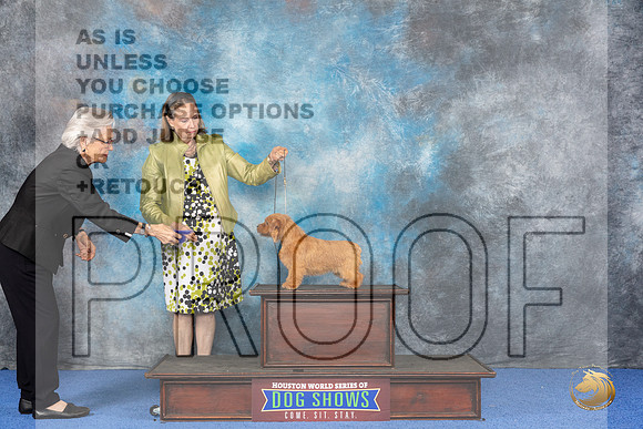 CUSTOM Norfolk Terrier WED__JP_6837_Houston_2024_HR3