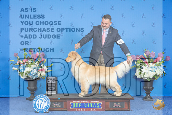Golden Retriever #72 WED SB Judge Ann Yuhasz__JP_9070_Houston_2024_HR3