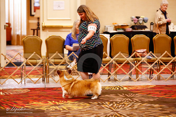 _JJ_8983-HstnCorgiFeb2015-HR3