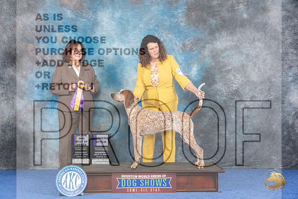 American English Coonhound #8 WED WB BOB M Judge Barbara Scherer__JP_7224_Houston_2024_HR3