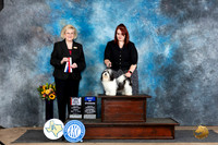 Havanese #? Sat BOWBOSM Judge Vicki Abbott