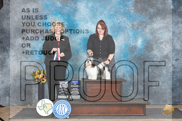 Havanese #? Sat BOWBOSM Judge Vicki Abbott__JP_0014_Abilene_2024_HR3
