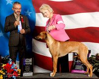 Rhodesian Ridgeback #16 Sat Maj WB
