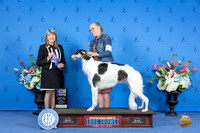 Borzoi #20 SUN WB M Judge Angela Pickett
