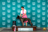 Dutch Shepherd #801 Sat TD