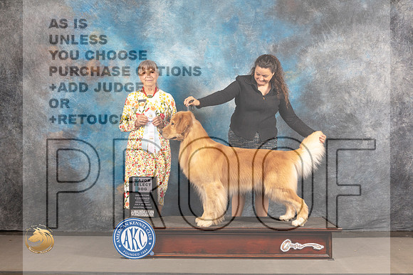 Golden Retriever #17 Wed SD Judge Jill Warren_MJ_3047_Houston_2022_HR3