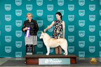 Siberian Husky #827 Sat BOB Judge Deb Allen