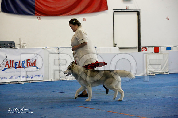 _M3_0415-AddisonHuskyMar2015-HR3