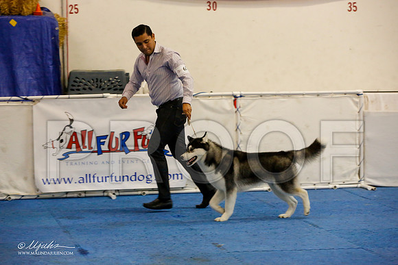 _M3_9028-AddisonHuskyMar2015-HR3