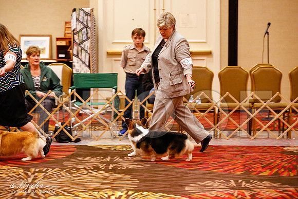 _JJ_8991-HstnCorgiFeb2015-HR3
