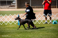 Xoloitzcuintli Sweeps 12 15 Dog SAT Ring