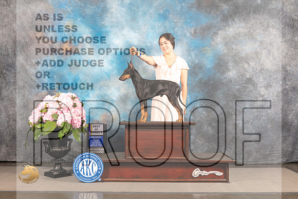 Manchester Terrier Standard #11 SAT BOV Judge Joe Walton_MJ_6786_Houston_2022_HR3