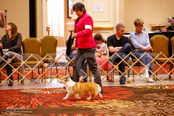 _JJ_8713-HstnCorgiFeb2015-HR3