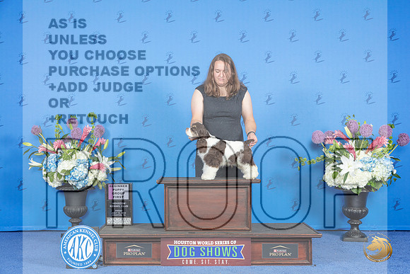 Cocker Spaniel Parti #9 PG1 Judge Terri Jackson__JP_9238_Houston_2024_HR3