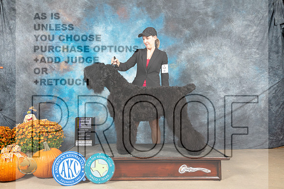 Black Russian Terrier #6 Sun BOBGCh Judge Donelle Richards_MJ_6622_Belton_2022_HR3