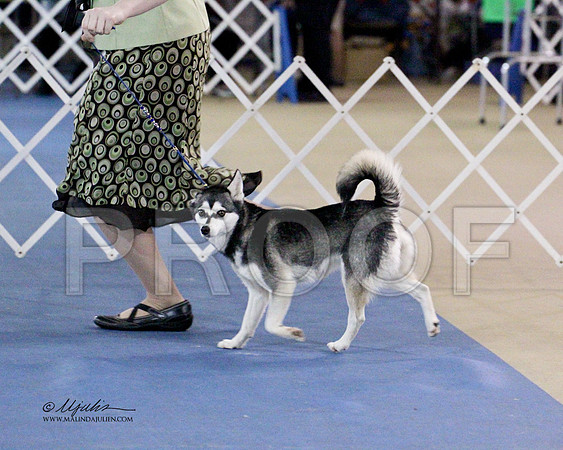 Klee Kai-0893