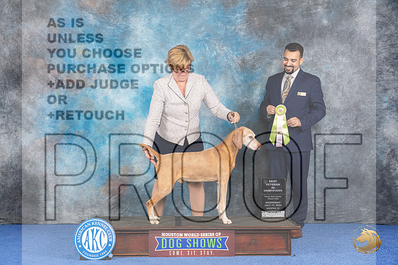 Vizsla #33 Wed BVetSweeps Judge Joao Machado__JP_7440_Houston_2024_HR3