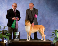 Smooth Collie #57 RWD BEST BBE Sat S1 Tina and Larry Patterson Judge Harry H. (Butch) Schulman
