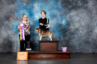 American Eskimo #225 Fri ABIS Judge Lila Fast