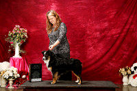Miniature American Shepherd Sun S2 Michelle Ceal