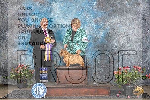 Norwich Terrier #41 Sun BOB Judge John F Booth __JP_5847_San Antonio_2024_HR3