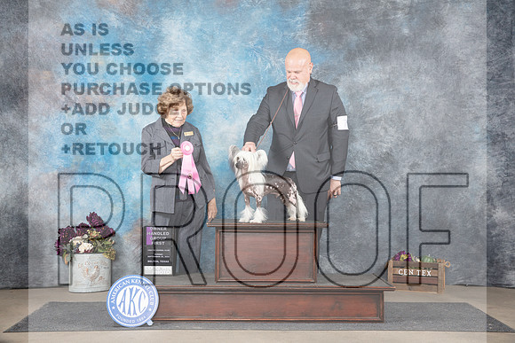 Chinese Crested #7 Sun OHG1 Judge Donelle Richards__JP_8085_Belton_2024_HR3