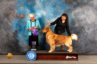 Golden Retriever #55 Wed WD Judge Pluis Davern