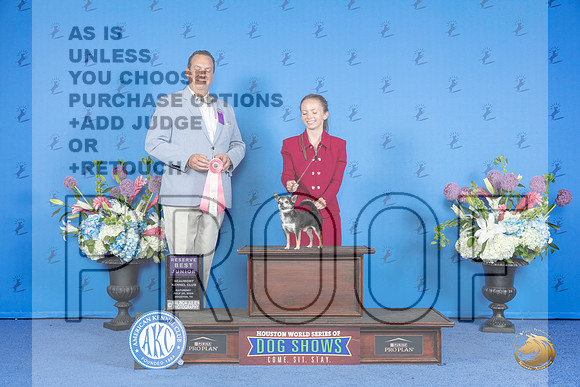 Chihuahua Smooth Coat #J762 SAT RBJ Judge Robert Chaffin__JP_0011_Houston_2024_HR3
