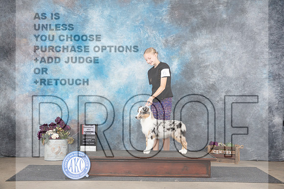 Miniature American Shepherd #6 Sat BOSWB Judge Del Richards__JP_6985_Belton_2024_HR3