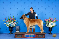 Leonberger #6 #8 FRI WB BOS M Judge Douglas Johnson