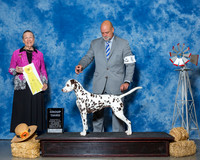 Dalmatians #6 Thrs G3 Rodes Jana Richard Baker Peter Johnson Judge Mrs Carolyn A Herbel
