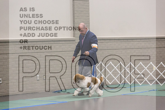 Poodle Std MC Ring Sat_JJL_8711_UKCLNGVIEWOCT2024_2024_HR3