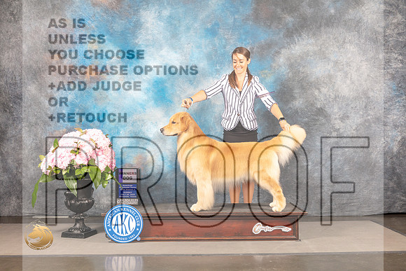 Golden Retriever #61 Sun WD Judge Joe Walton_MJ_7634_Houston_2022_HR3