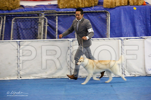 _M3_0842-AddisonHuskyMar2015-HR3