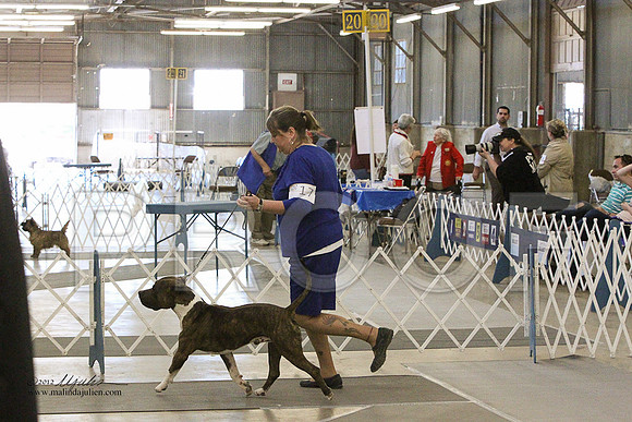 AmStaff-7081LR