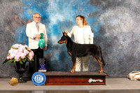 Beauceron #7 FRI OHG3 Judge Ken Murray