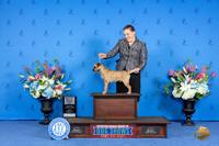 Border Terrier #17 FRI WD BOW M Judge Sandra Lex