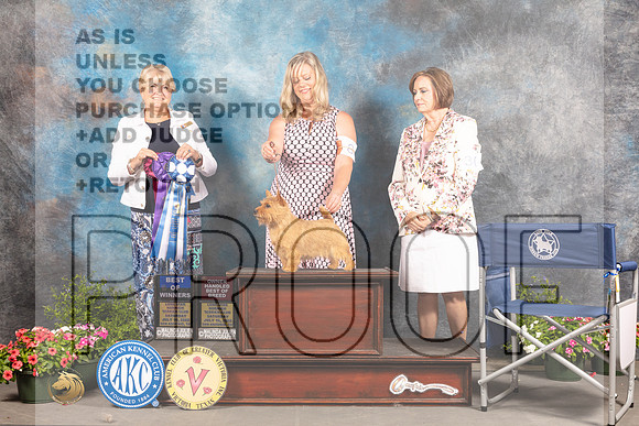 Norwich Terrier #8 Sat BOW Judge Debra Thornton-_MJ_0084e_SA2022-HR3