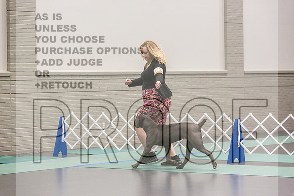 Cane Corso Ring Fri Ring 1_JJL_4954_UKCLNGVIEWOCT2024_2024_HR3