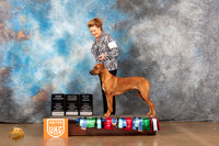 Rhodesian Ridgeback #160