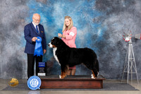 Bernese Mountain Dog #5 Sat G1 Judge Gary Andersen