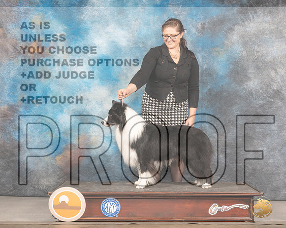 Border Collie #11 Thurs Jodie KeenerMMJ_2748_Mdlnd2022_HR3